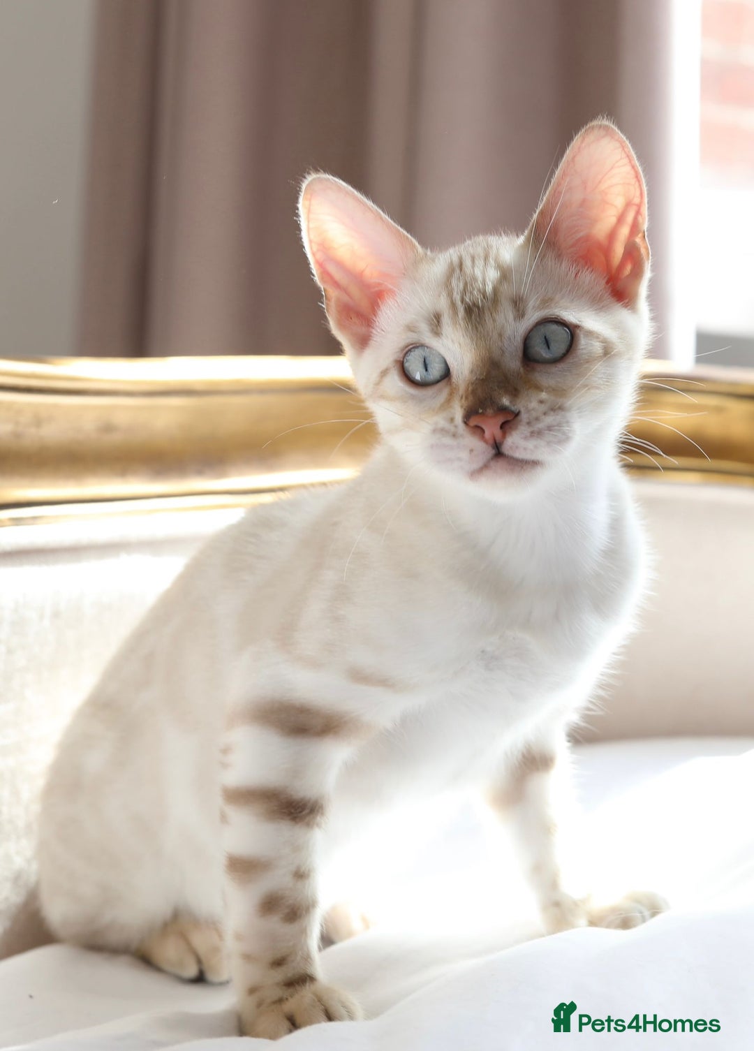 Bengal cats for sale: OUTSTANDING TICA REG BENGAL KITTENS  - Image 4