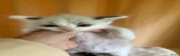 Ragdoll cats for sale: Beautiful full ragdoll kittens  - Advert 14