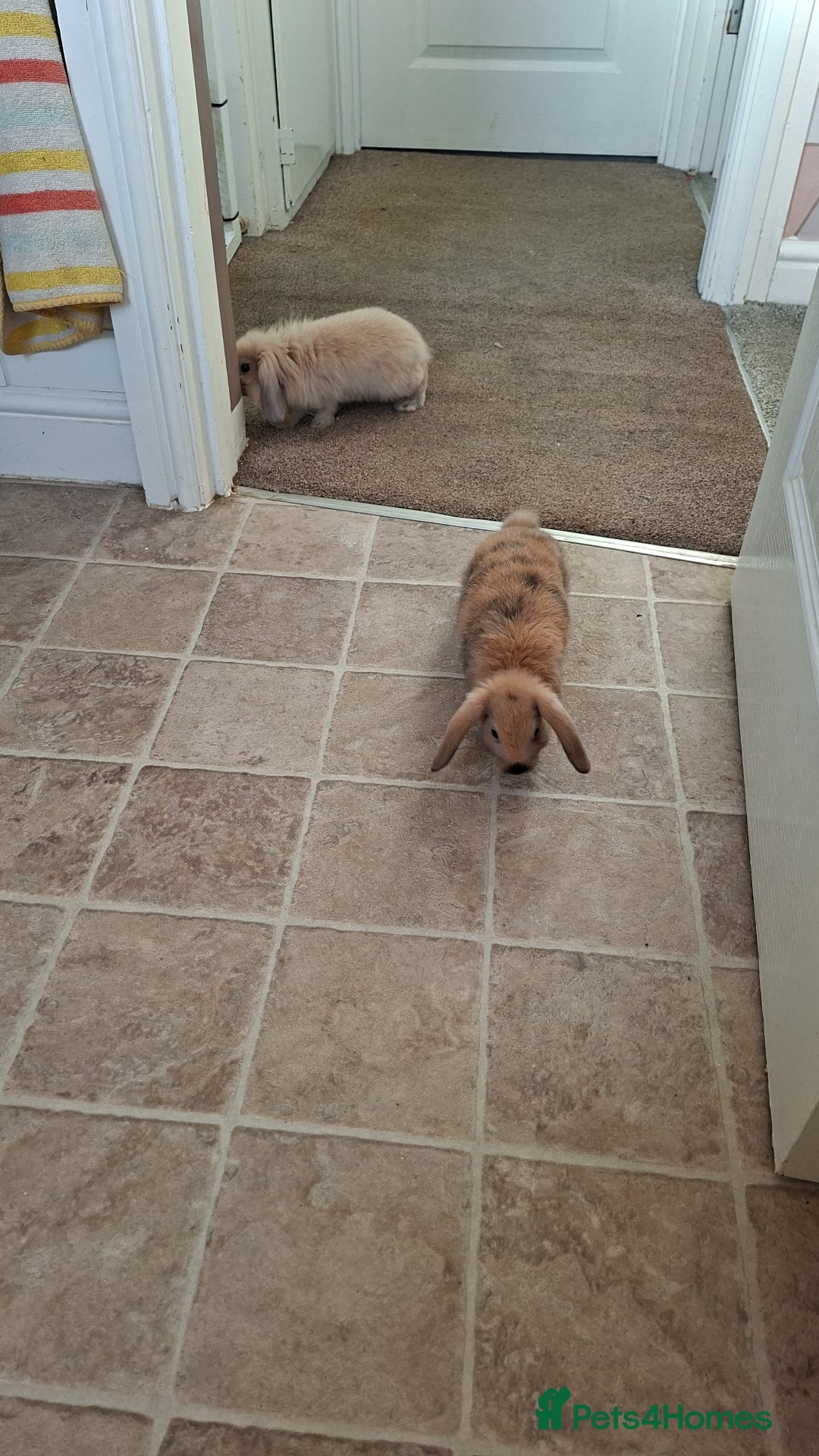 Mixed Breed rabbits for sale: Mini lop x lion head - Advert 5