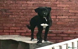 Mixed Breed dogs for sale: 2 female puppies for sale  - Advert 11