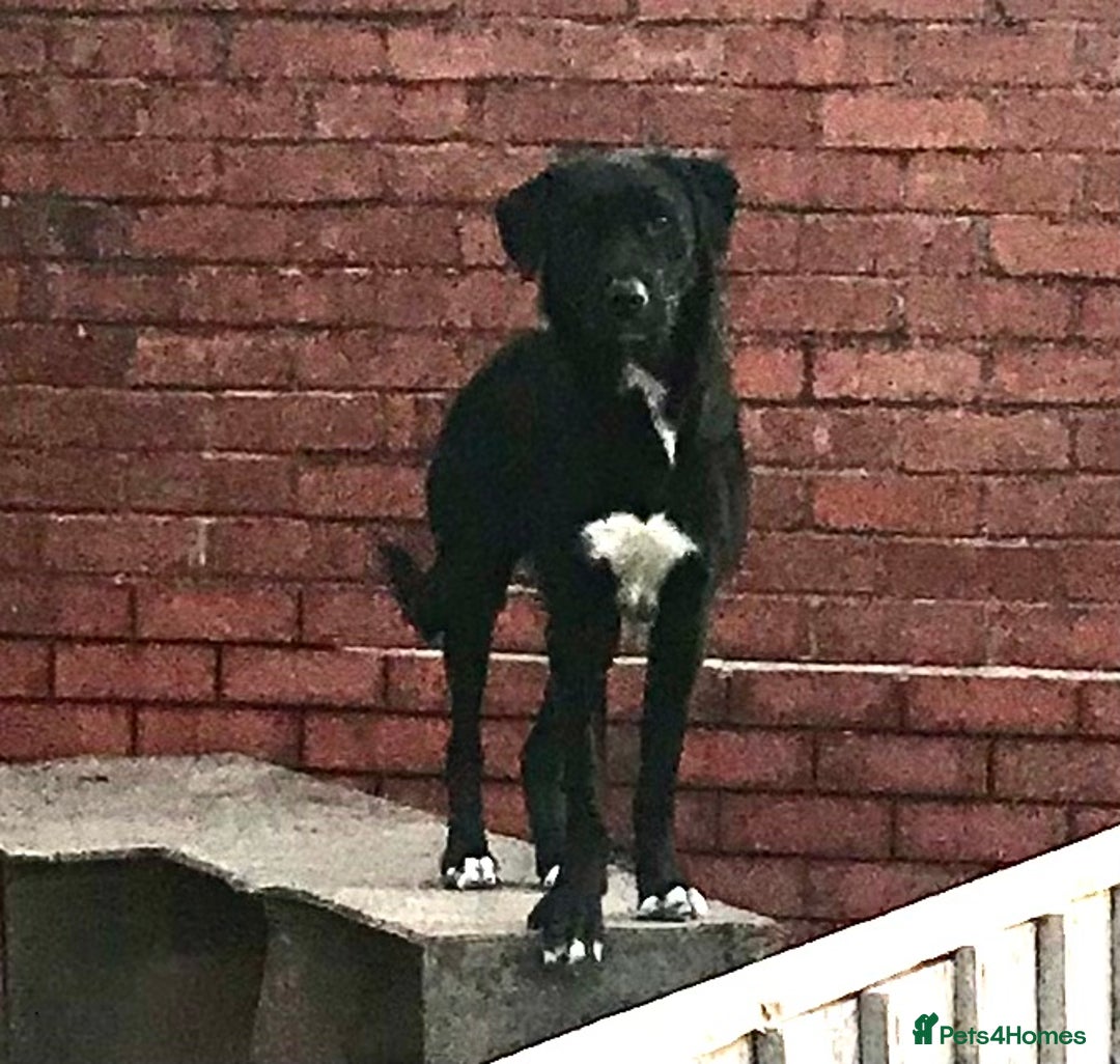 Mixed Breed dogs for sale: 2 female puppies for sale  - Advert 11