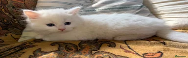 Siberian 2