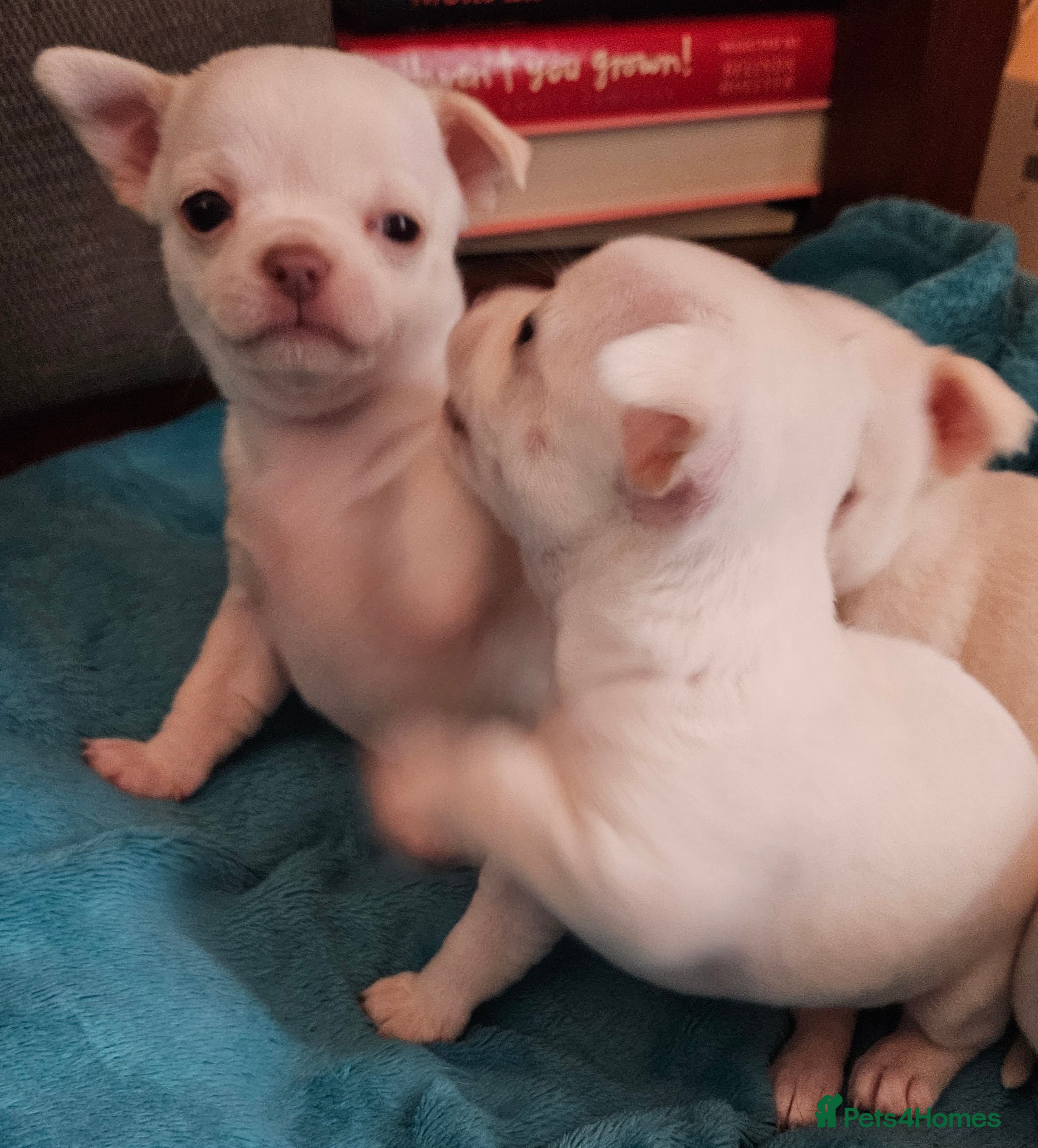 Chihuahua dogs White With Stunning Blue  Eyes Chihuahuas  - Advert 1