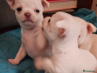Chihuahua dogs White With Stunning Blue Eyes Chihuahuas - Advert 6