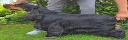Cocker Spaniel dogs for sale: Quality Show Cocker Spaniels - Advert 5