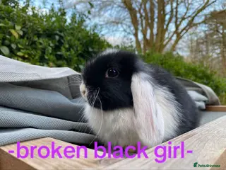 Mini Lop rabbits + Last Three available mini lops for sale + - Advert 12