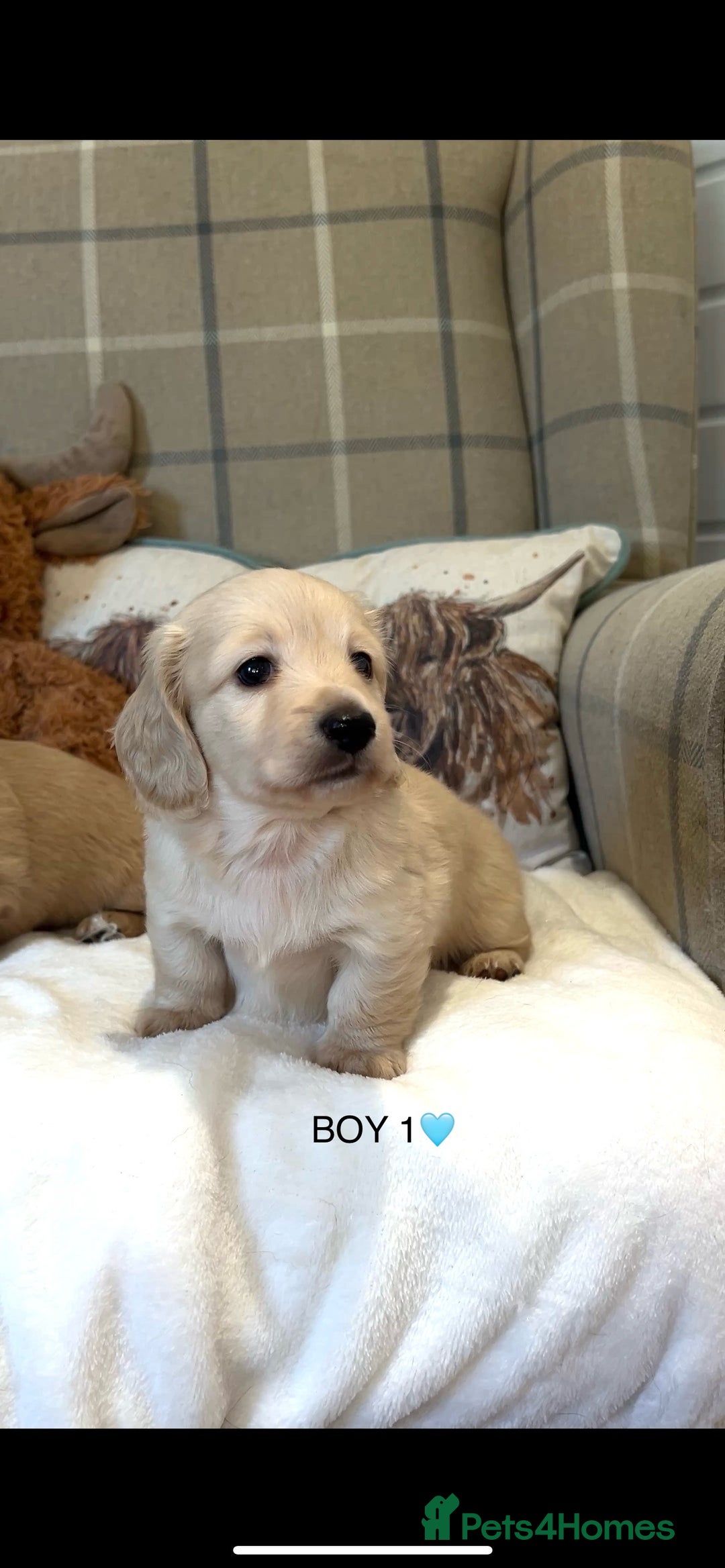 Miniature Dachshund dogs for sale: CREAM MINIATURE DACHSHUNDS💛 - Image 10