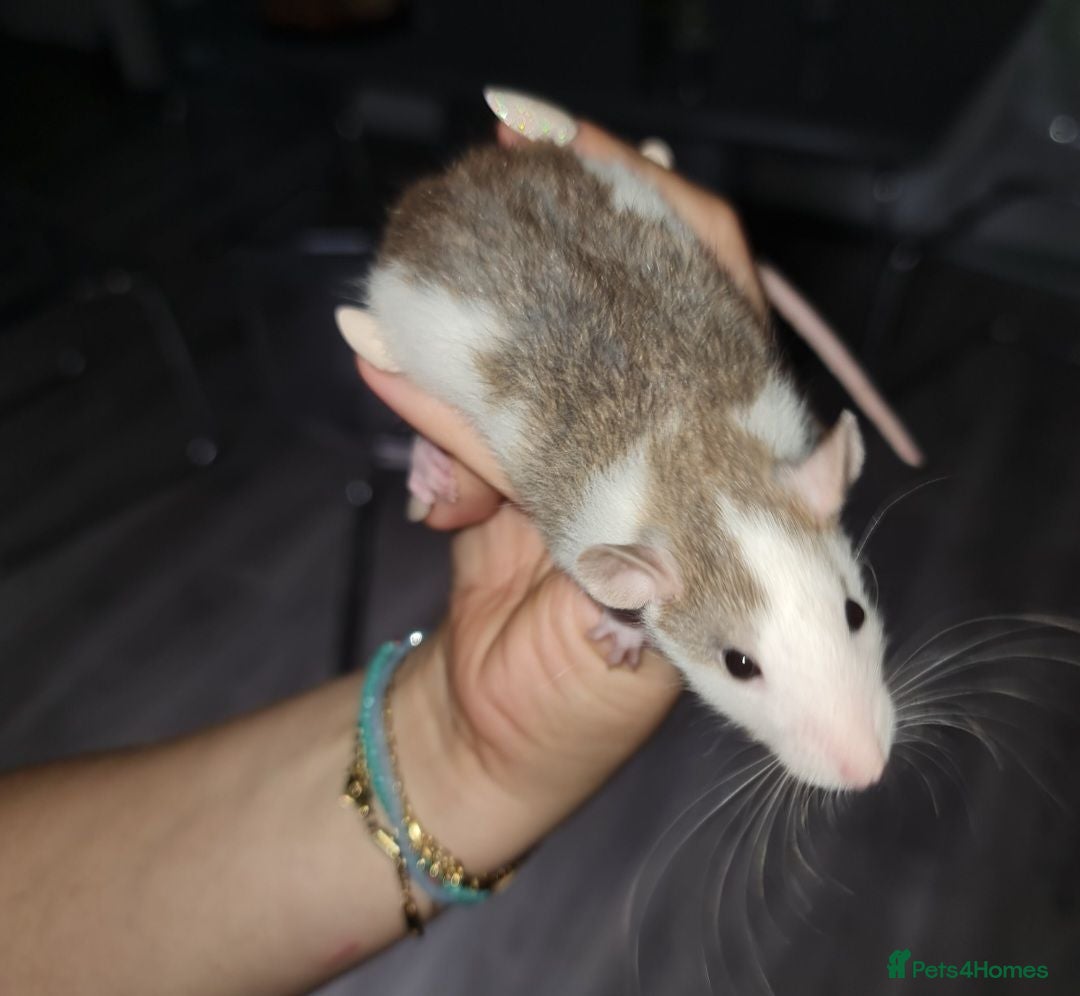 Rat rodents DOB 20th May - Baby rats  - Advert 2
