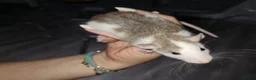 Rat rodents for sale: DOB 20th May - Baby rats  - Advert 3
