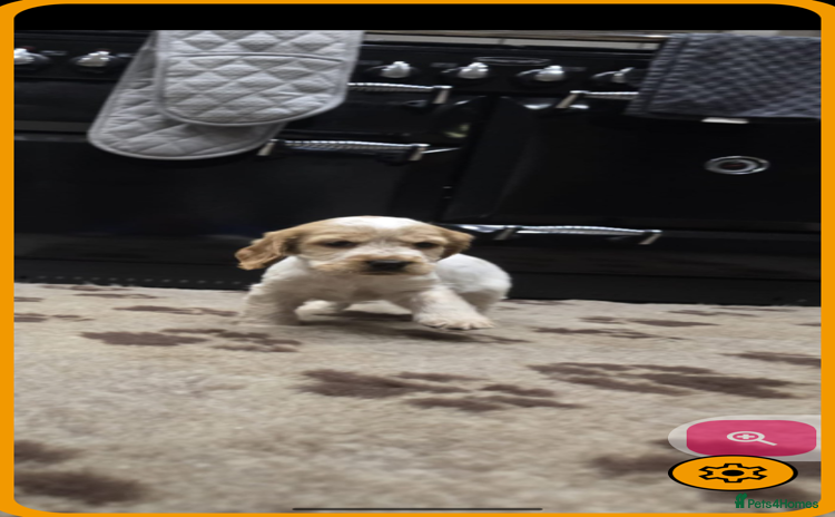 Cocker Spaniel dogs - Advert 1