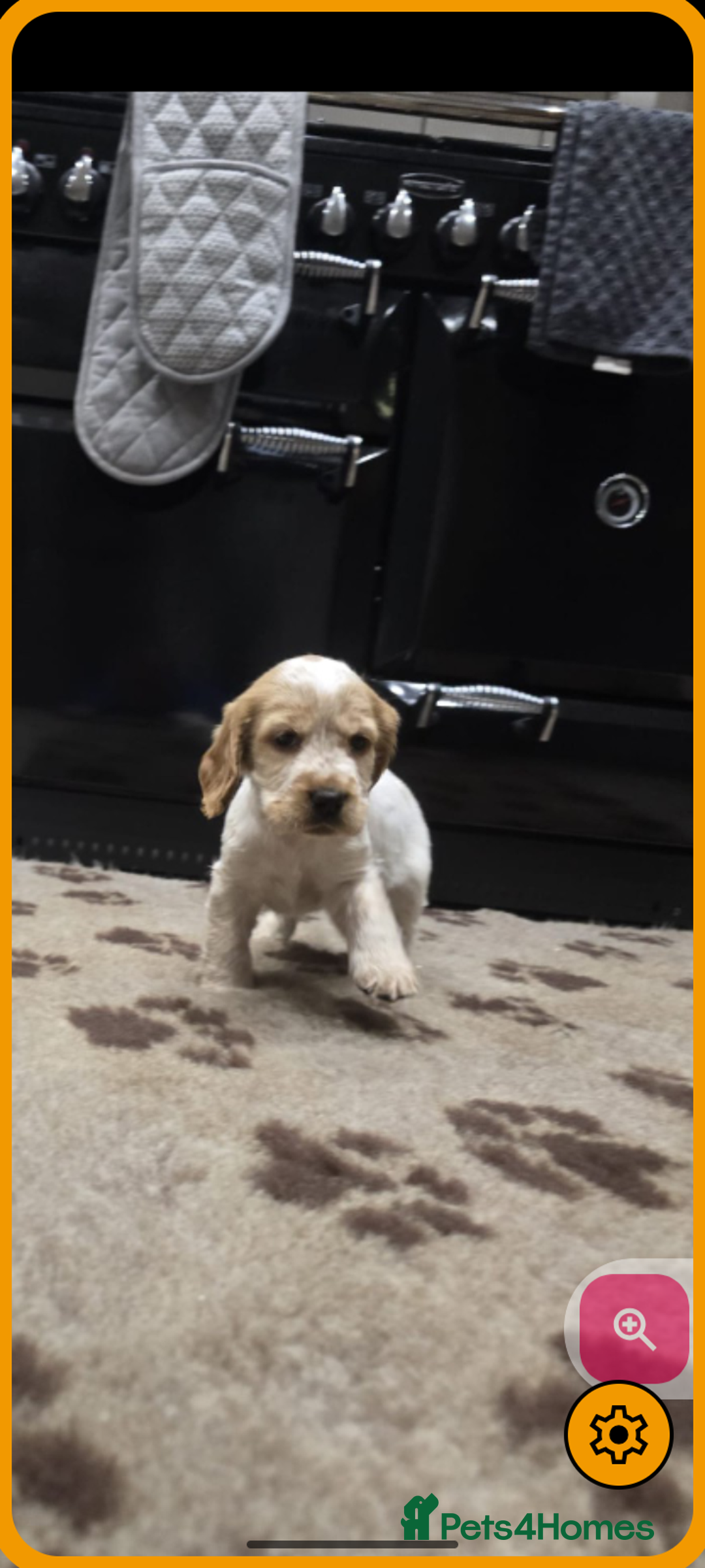 Cocker Spaniel dogs for sale: Show Cocker Spaniel  - Image 1