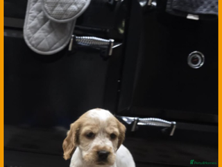 Cocker Spaniel dogs for sale - Advert 1