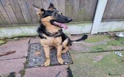 German Shepherd dogs for stud: 📣 STUD AVAILABLE – GERMAN SHEPHERD 📣 - Advert 3