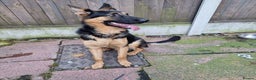 German Shepherd dogs for stud: 📣 PROVEN STUD AVAILABLE – GERMAN SHEPHERD  - Advert 4