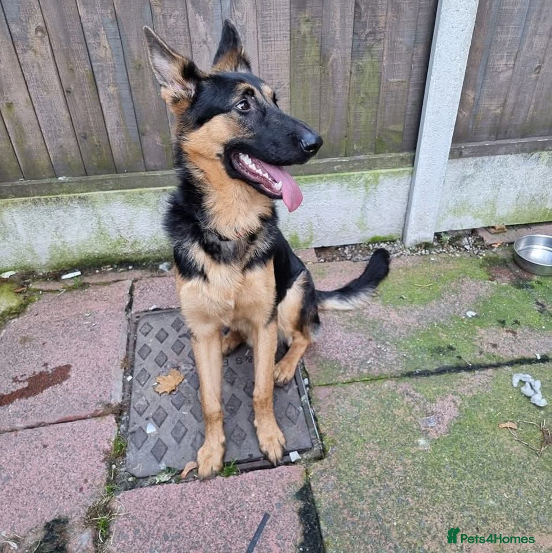 German Shepherd dogs for stud: 📣 STUD AVAILABLE – GERMAN SHEPHERD 📣 - Advert 3