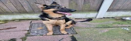 German Shepherd dogs for stud: 📣 PROVEN STUD AVAILABLE – GERMAN SHEPHERD  - Advert 4