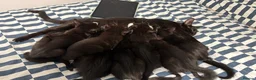 Mixed Breed cats for sale: 7 Adorable Kittens Looking for Loving Homes - Advert 8