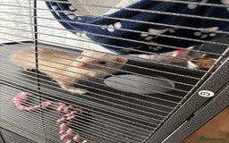 Ferret rodents for sale: 2 girl ferrets  - Image 2