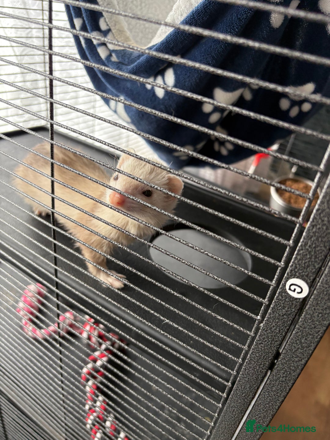 Ferret rodents for sale: 2 girl ferrets  - Image 2