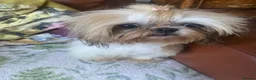 Shih Tzu dogs for sale: Beautiful imperial shihtzu pups for sale  - Advert 3