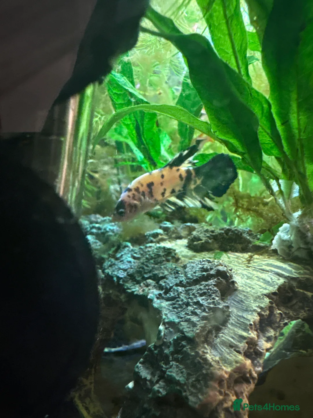 Bettas fish for sale: BETTA FOR SALE  - Advert 3