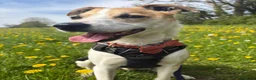 Mixed Breed dogs for adoption: Ned - Collie x Whippet in Wells - Advert 2