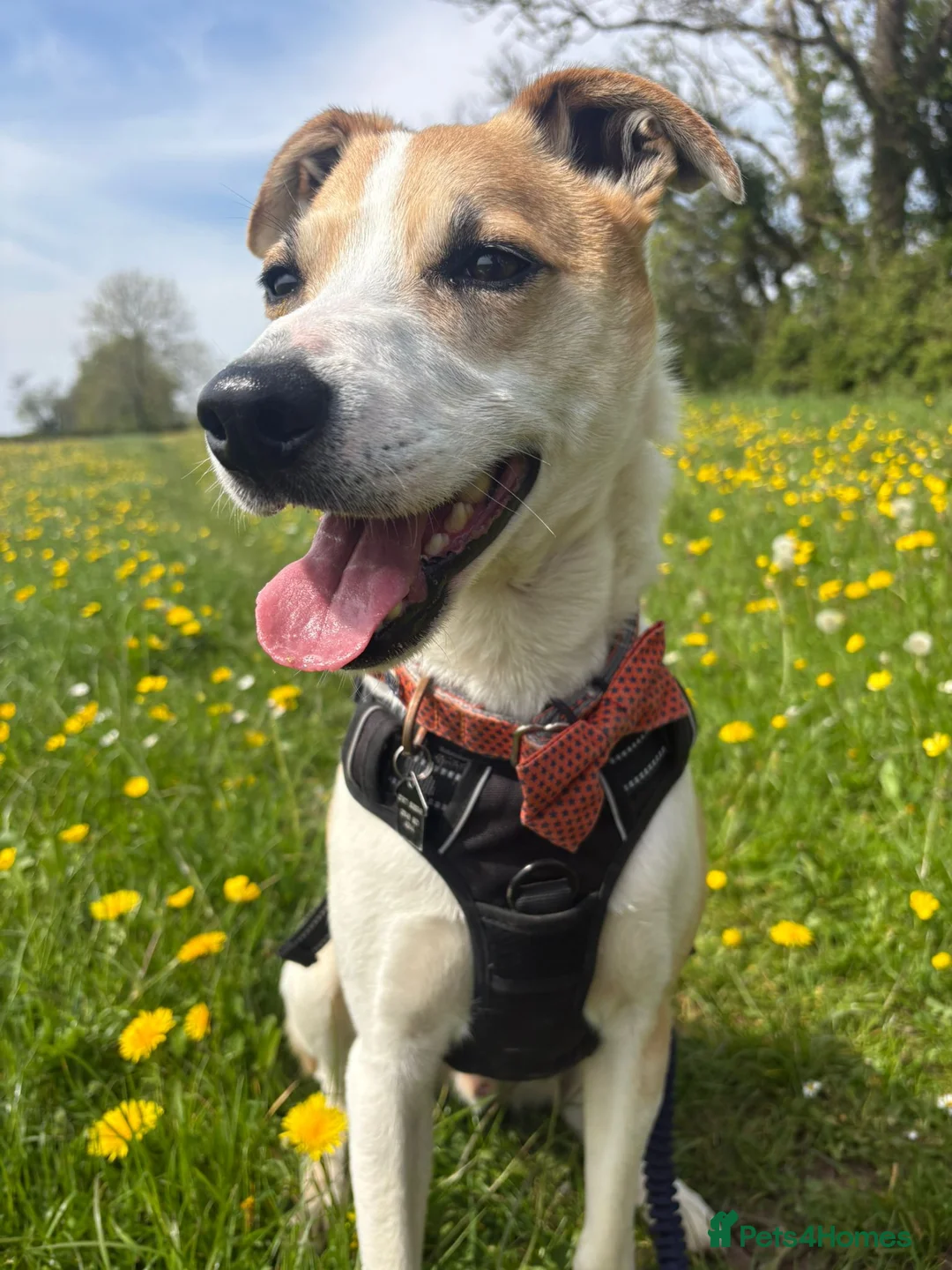 Mixed Breed dogs for adoption: Ned - Collie x Whippet in Wells - Advert 2