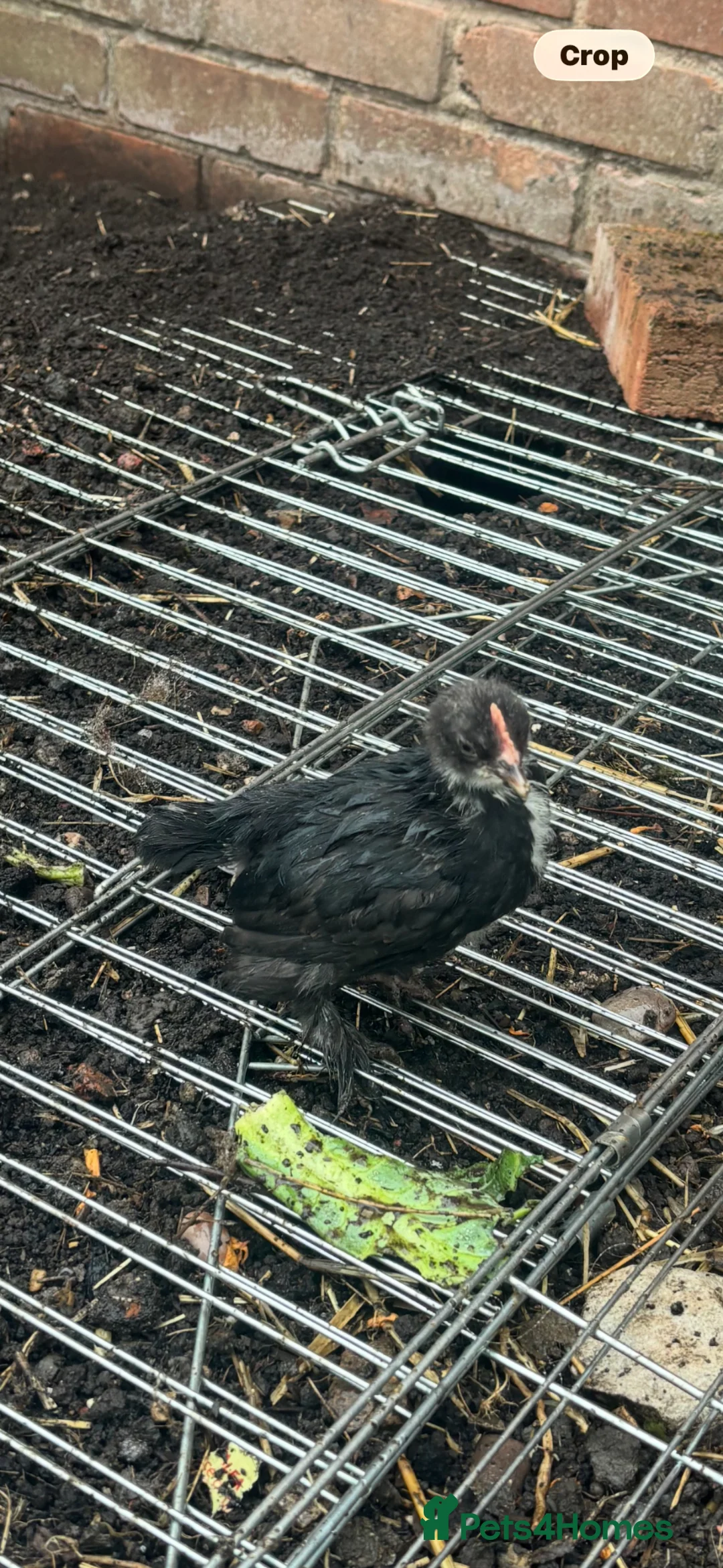 Chickens poultry for sale: Pekin bantam and Sable poot chicke - Advert 2