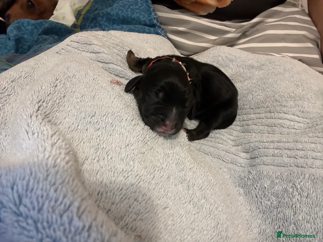 English Springer Spaniel dogs for sale: Springer spaniels for sale  - Advert 8