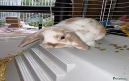 Dwarf Lop rabbits for sale: Boy dwarf mini pop and female lop - Image 2