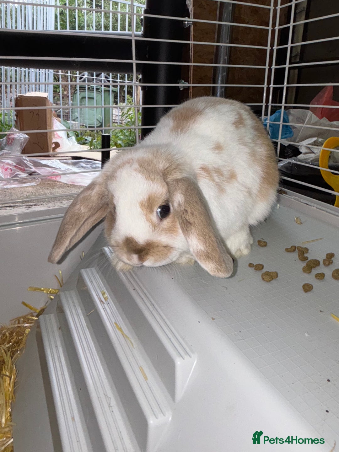 Dwarf Lop rabbits for sale: Boy dwarf mini pop and female lop - Image 2