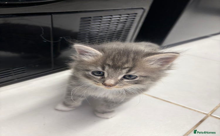 Domestic Shorthair cats - Advert 1
