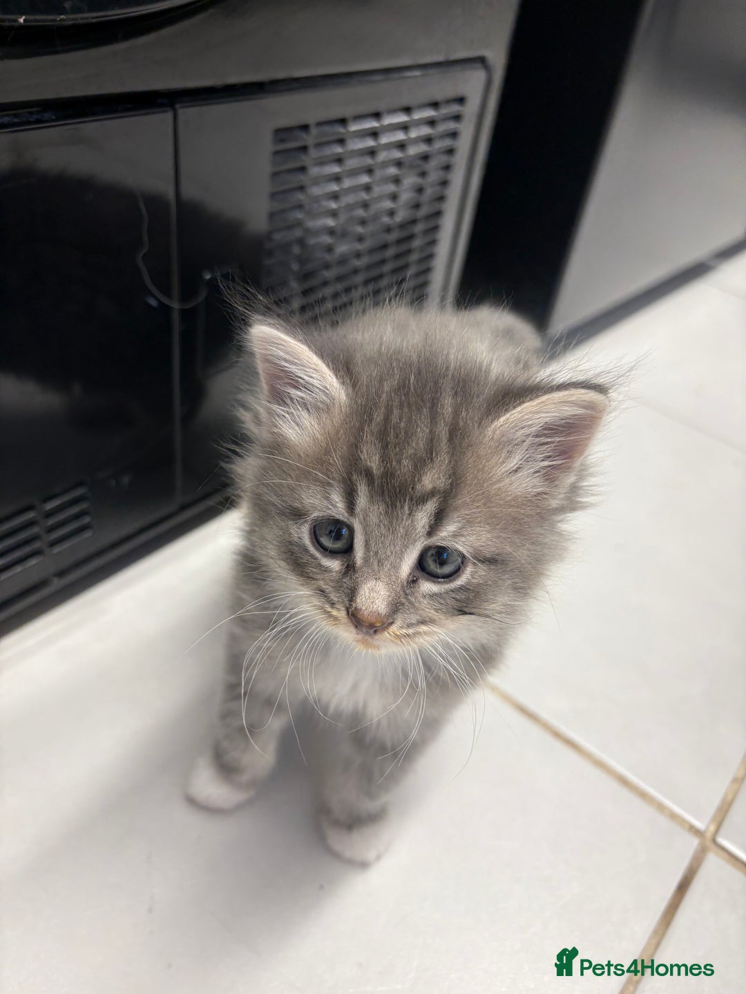 Domestic Shorthair cats for sale: 2 princes an 2 princess kittens  - Image 1