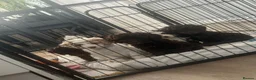 Cockapoo dogs for sale: Reduced! Fully health checked f2 Cockapoo puppy’s  - Advert 10