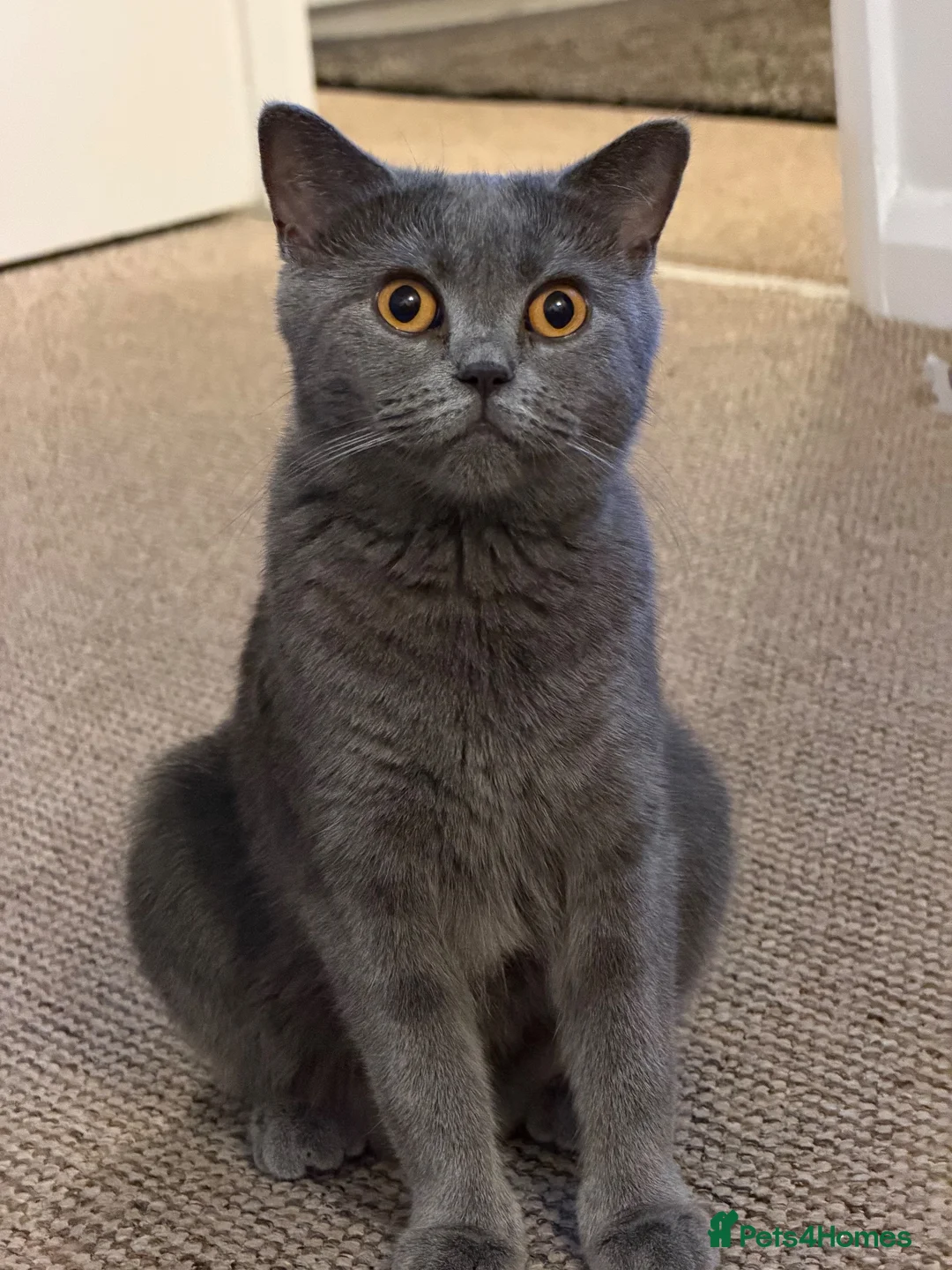 British Shorthair cats for sale: British Shorthair × Scottish Fold Mix Kittens - Advert 2