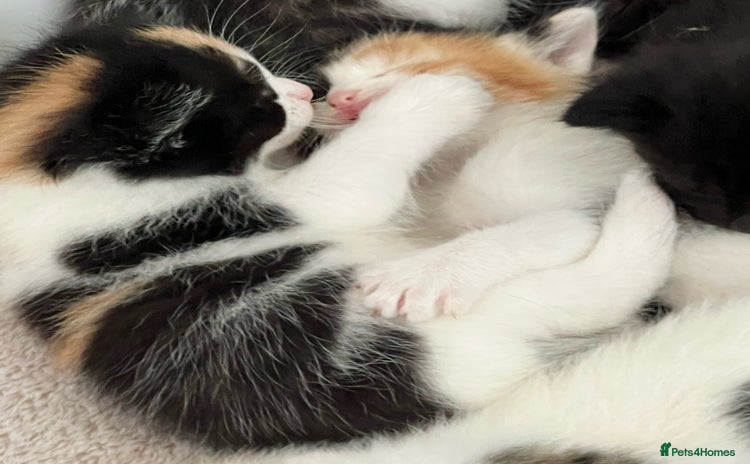 Mixed Breed cats - Advert 16