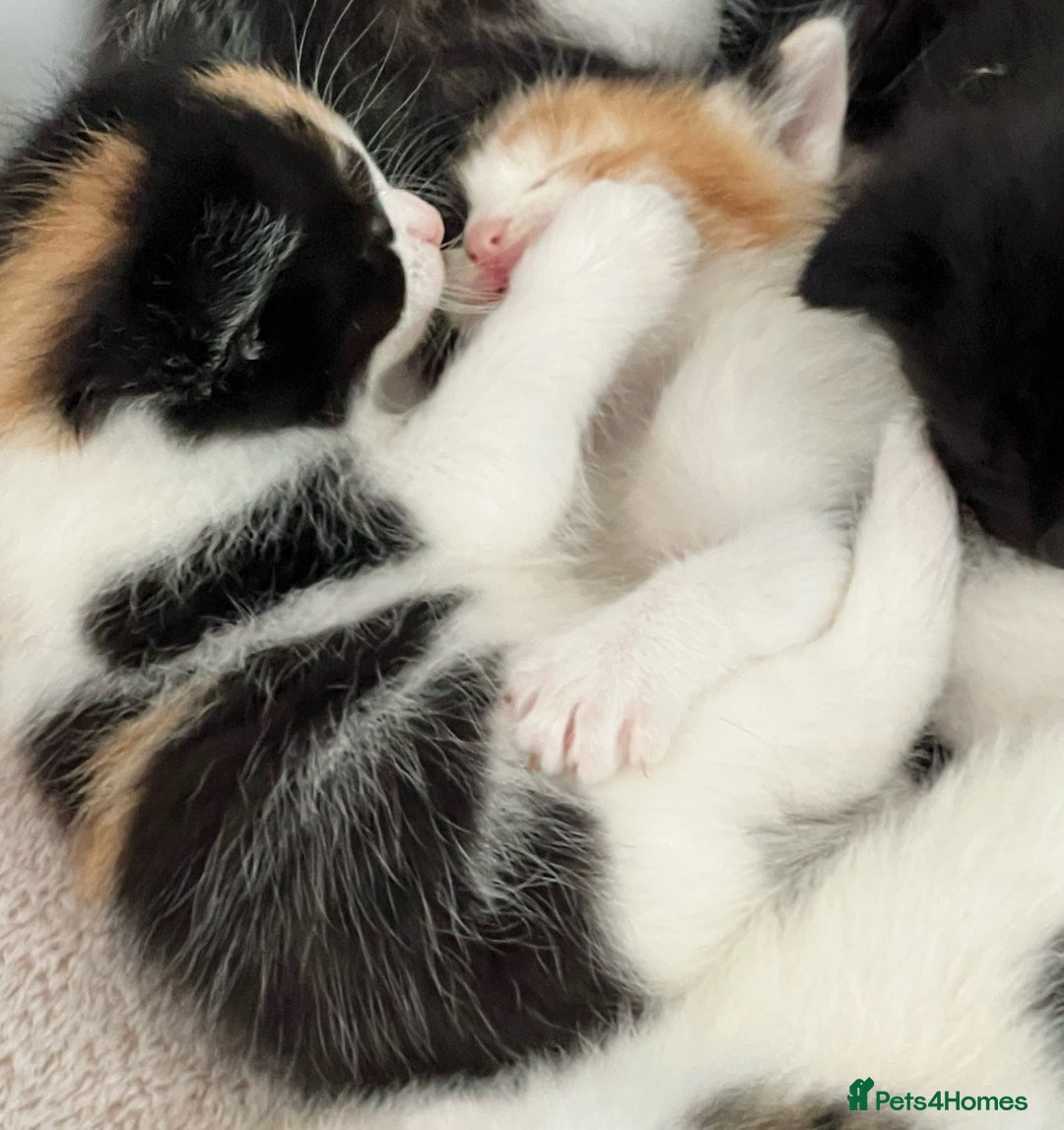 Mixed Breed cats for sale: CLEMMIE’S CUTIES  - Image 1