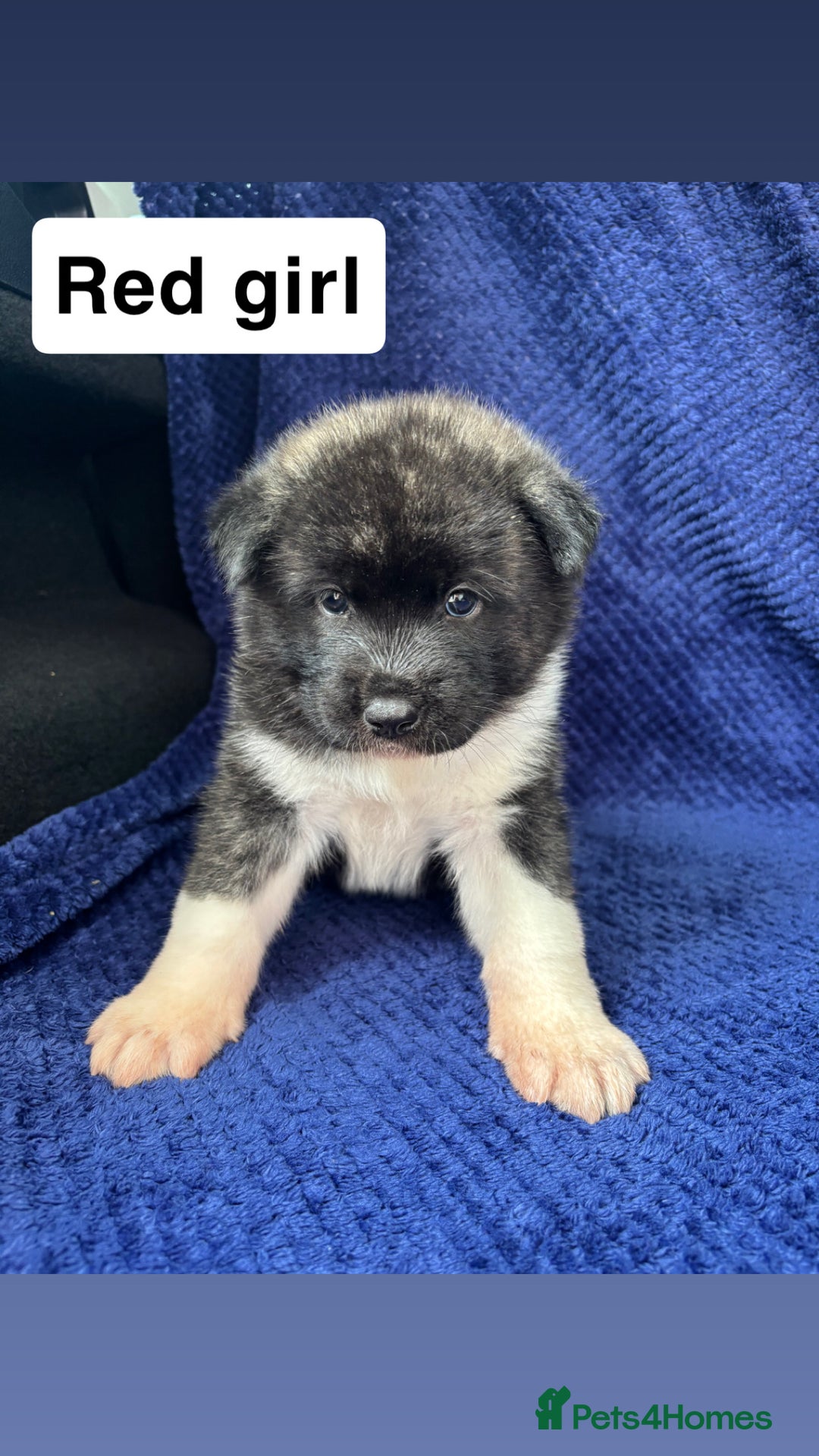 Akita dogs for sale: 5⭐️ Akita pups - Image 9