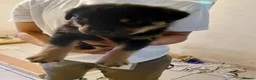Rottweiler dogs for sale: 🥾🥾Smiling and playful🧸up to date🧸♥️🧸 - Advert 7