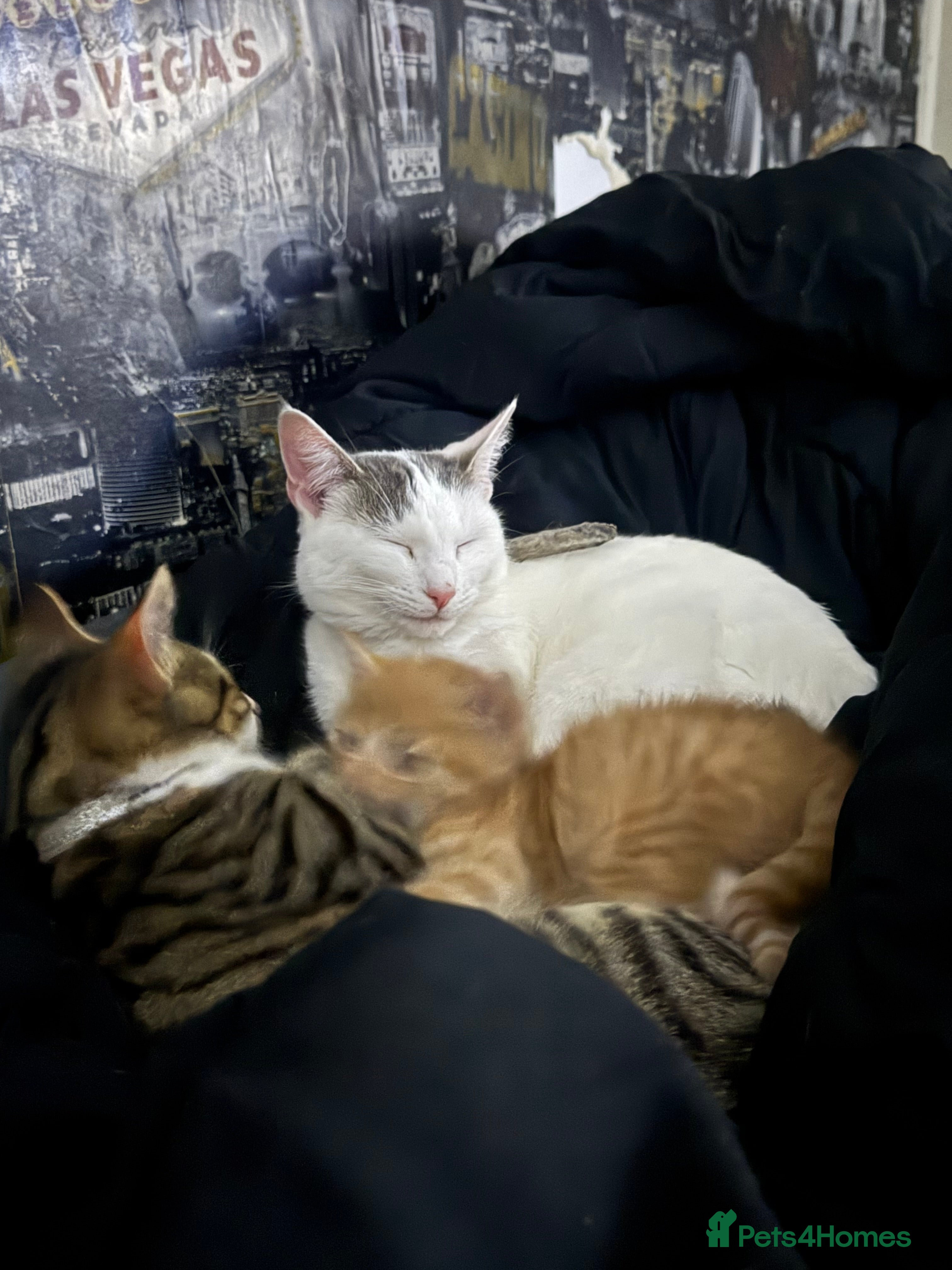 Mixed Breed cats 2 gorgeous kitten for sale  - Advert 2