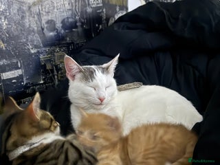 Mixed Breed cats 2 gorgeous kitten for sale - Advert 2