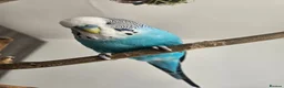 Budgerigars birds for sale: Budgies - Bobbie & Mango in Westbury - Advert 6