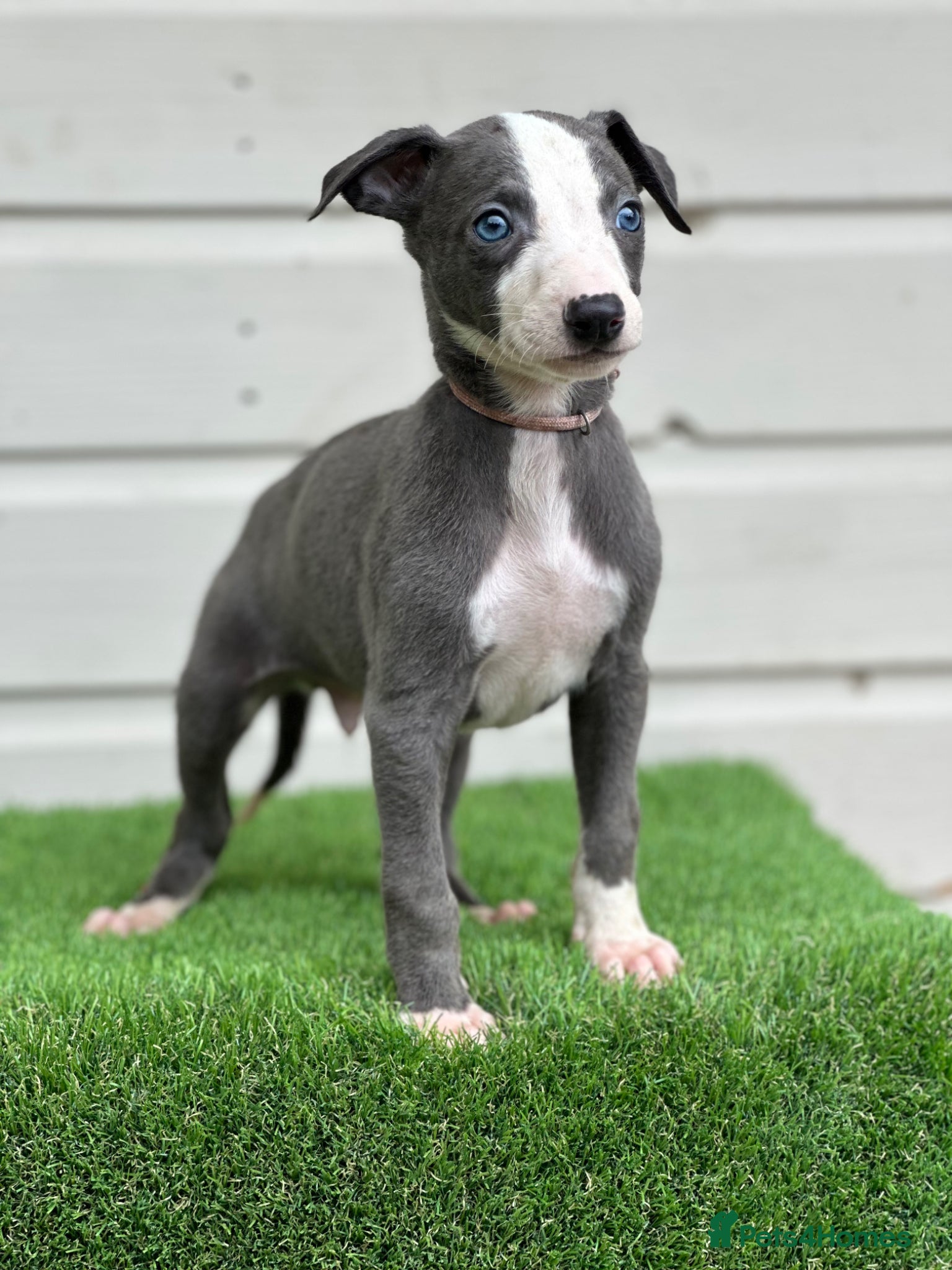 Whippet dogs Blue whippet pups  - Advert 2
