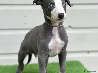 Whippet dogs Blue whippet pups - Advert 2