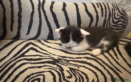 Ragdoll cats for sale: Stunning half Ragdoll kittens  - Image 3