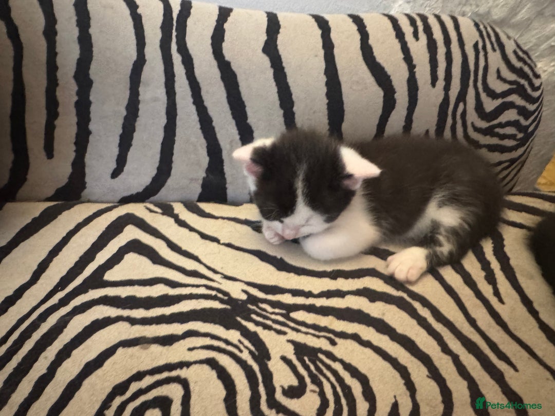 Ragdoll cats for sale: Stunning half Ragdoll kittens  - Image 3