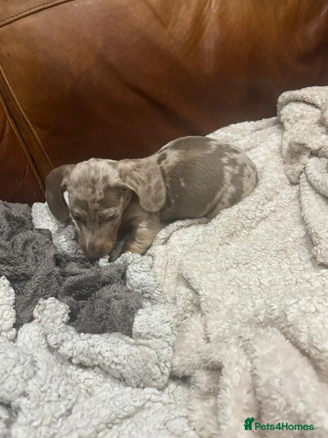 Miniature Dachshund dogs for sale: Miniature Dachsunds  - Advert 5