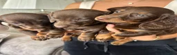 Miniature Dachshund dogs for sale: Miniature Dachshund puppies  - Advert 3