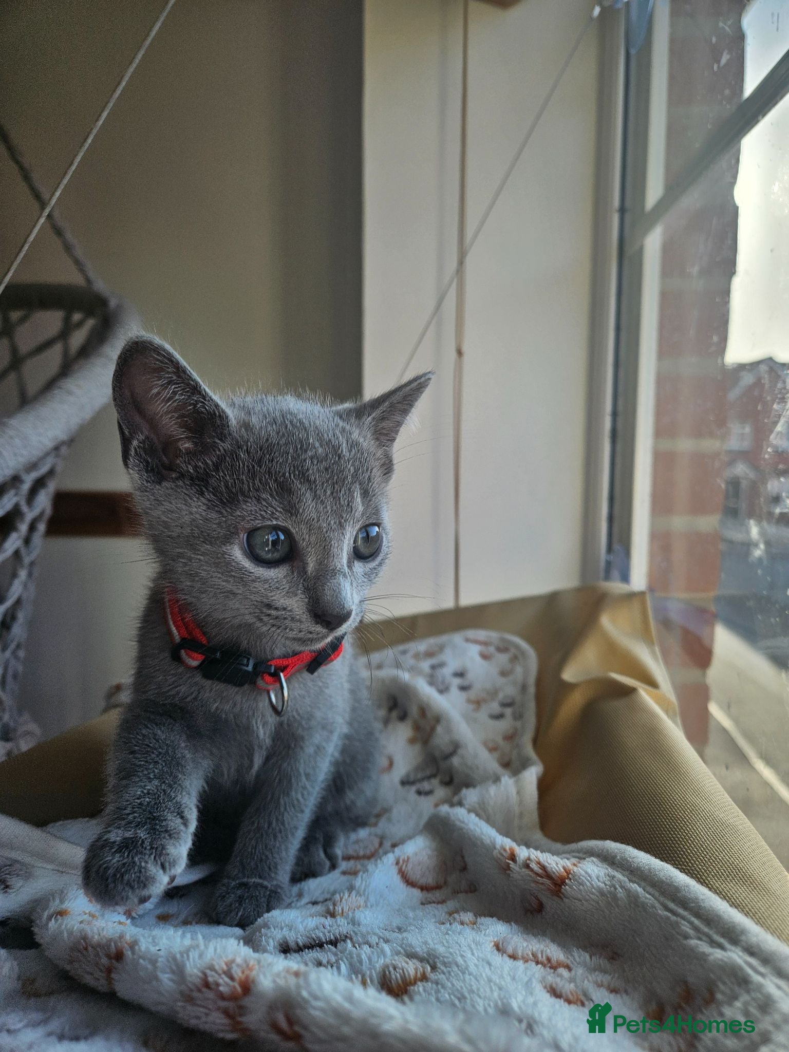 Russian Blue cats 🩶 Last Tica Russian Blue Boy ready to go 🩶 - Advert 6