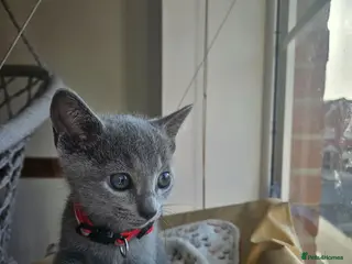 Russian Blue cats 🩶 Last Tica Russian Blue Boy ready to go 🩶 - Advert 6